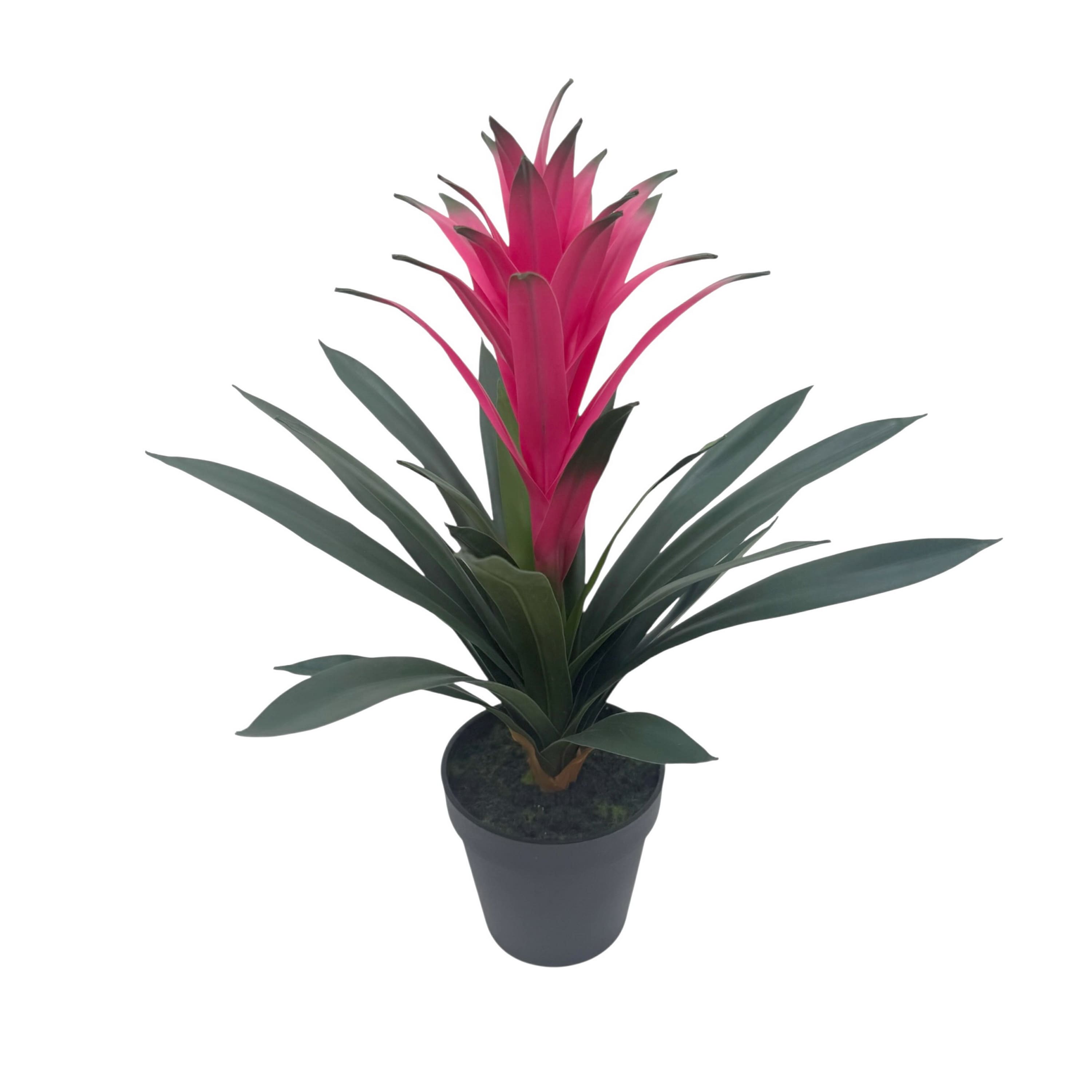 18" Potted Bromeliad Plant by Ashland®